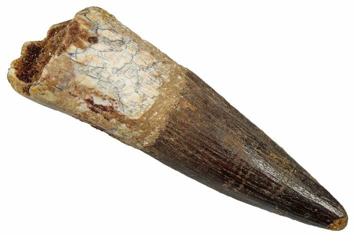 Bargain, Fossil Spinosaurus Tooth - Real Dinosaur Tooth #345420